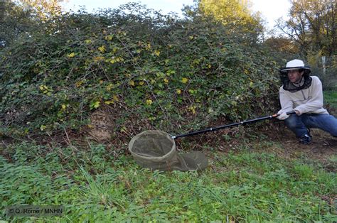 Labeille Domestique Nest Pas La Seule Proie Du Frelon Asiatique