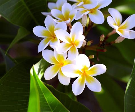 Frangipani Tree