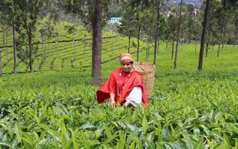 Climate Change Makes Tea A Bitter Brew For Nilgiris Farmers Inmathi