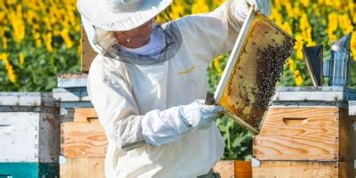 La vida de las abejas para niños de preescolar Euroinnova