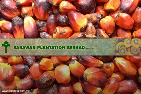 Sarawak Plantation Q Net Profit Surges To Rm M Declares Sen