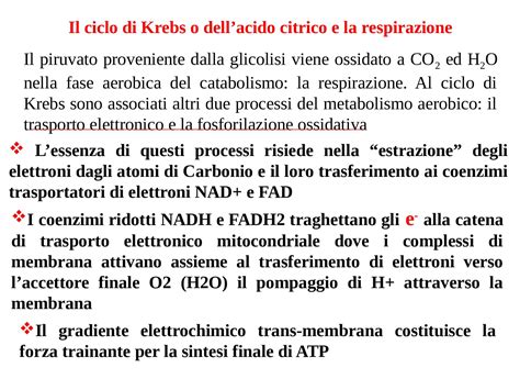 Il Ciclo Di Krebs O Dell Acido Citrico E La Respirazione Dispense