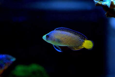 10 Types of Saltwater Fish and Which Make the Best Pets - A-Z Animals