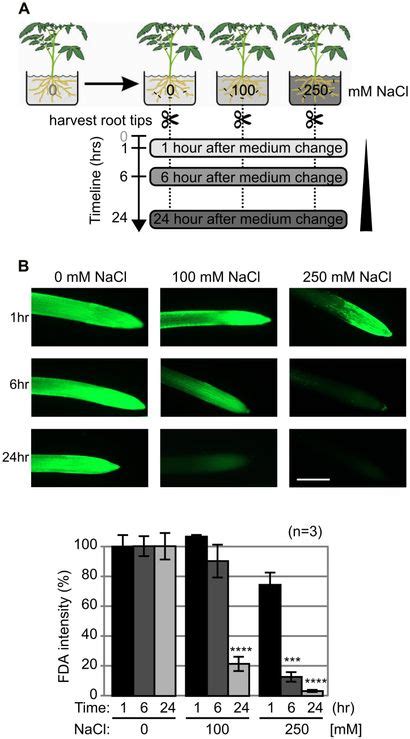 Frontiers Proteasome Activity Profiling Uncovers Alteration Of