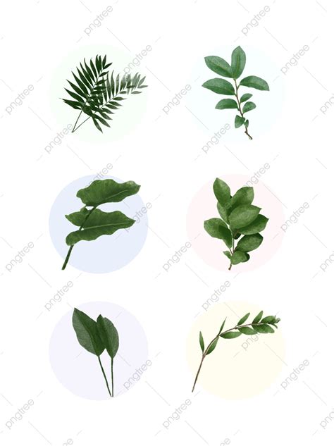 Elementos Libres De Hebilla De Las Plantas En Verano Png Planta