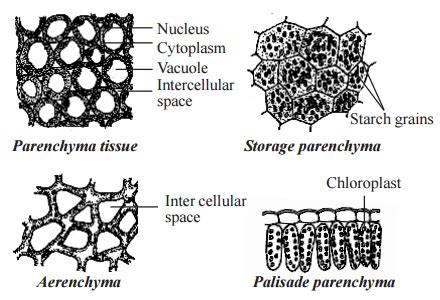 Aerenchyma Is Found in Which of the Following Plants