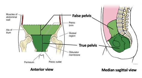 Clin Anatomy Pelvis Flashcards Quizlet