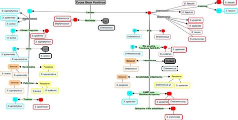 Algoritmo Bacterias Gram Positivas NBKomputer