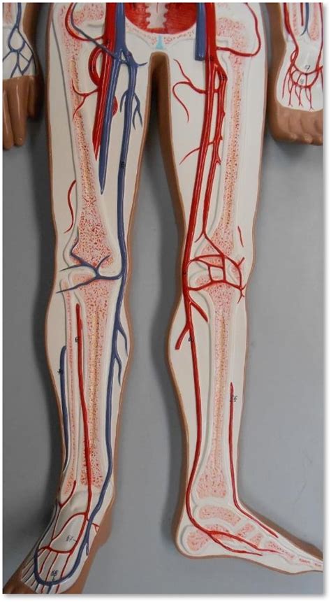 A P Lab Leg Vessels Diagram Quizlet