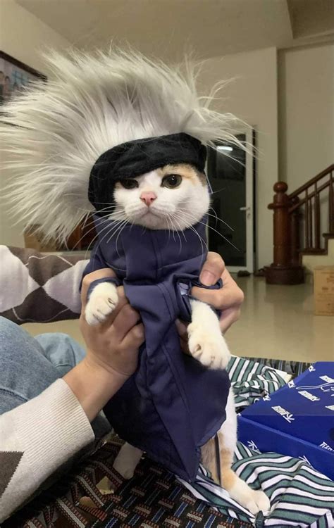 If Kakashi was a cat : r/Naruto