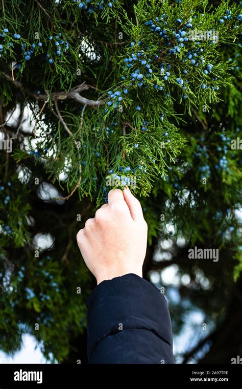 Girl hand picking some wild fruits from a tree Stock Photo - Alamy