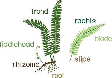 Rhizome: Definition and Examples