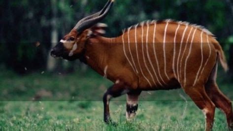 20 Saola ideas | saola, endangered animals, endangered