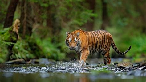 Seekor Harimau Sumatera Ditemukan Mati Di Kawasan Hutan Aceh Selatan