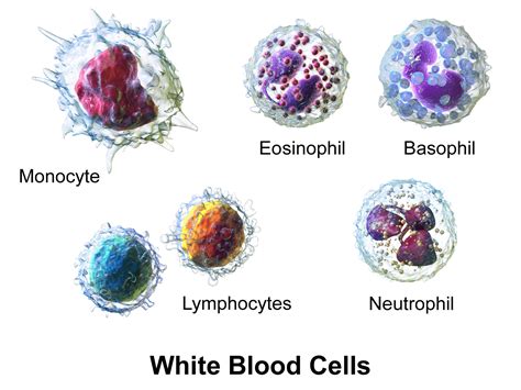 Dangers Of High Low White Blood Cells Underlying Factors