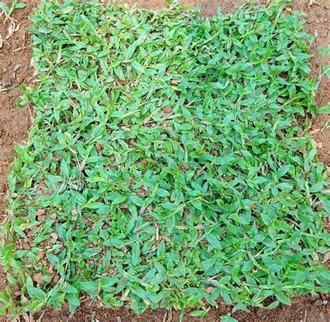 Green Rectangular Pearl Grass For Garden At 15 Sq Ft In Thrissur