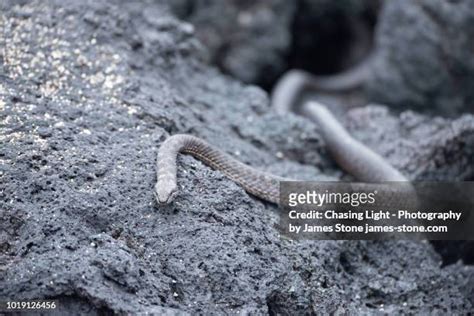 29 Galapagos Snake Stock Photos High Res Pictures And Images Getty