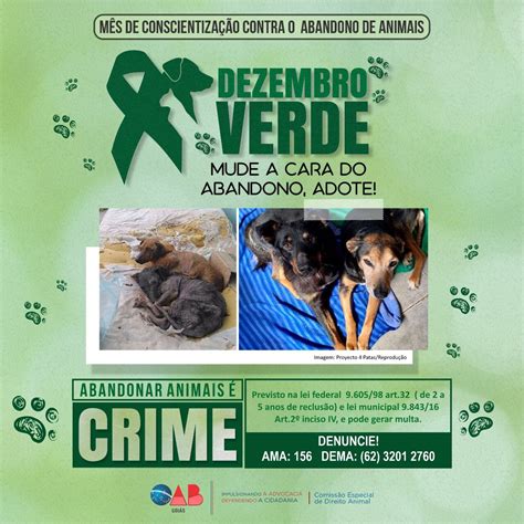 Dezembro Verde Oab Go Lança Campanha Contra O Abandono De Animais