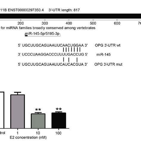 E Decreases Mature Mir Levels A Mirna Target Sites In The Opg