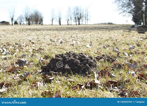 Mole Hills in the Grass among the Fall Foliage Stock Image - Image of ...