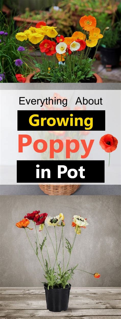 Growing Poppies In Pots Care How To Grow Poppies In Containers