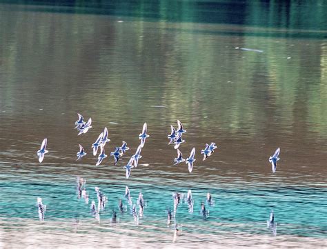 A swarm of birds Photograph by William E Rogers - Pixels