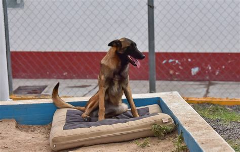 La UCPA de Corregidora ha dado en adopción a 100 animales de compañía