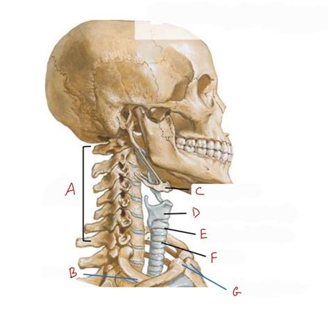 Neck Musculature And Viscera Flashcards Quizlet