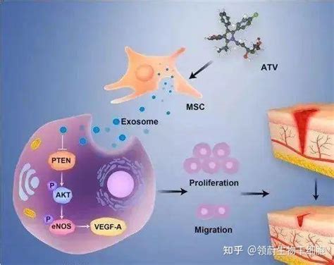 干细胞外泌体何以成为医美界的领跑者 知乎