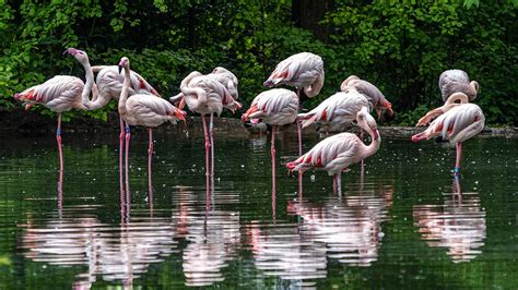 Flamingos Zoo Pink - Free photo on Pixabay - Pixabay