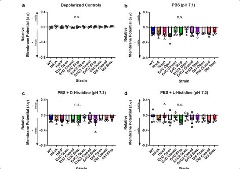 Membrane Potential Measurements For Wt And Mutant L Reuteri Strains