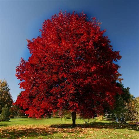 What Maple Tree Turns Red In The Fall - Richard McNary's Coloring Pages