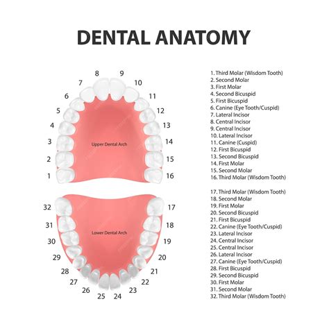 Premium Vector | Vector 3d Realistic Teeth Upper Lower Adult Jaw Top View Anatomy Concept ...