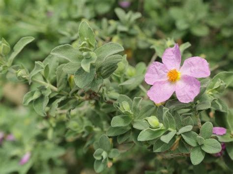 White Leaved Rock Rose Cistus Albidus Growing Guides