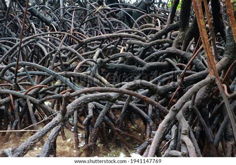 15,621 Black Mangrove Images, Stock Photos & Vectors | Shutterstock