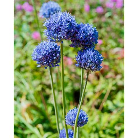 Allium Caeruleum Azureum Cm Bulbs Peter Nyssen Buy Flower