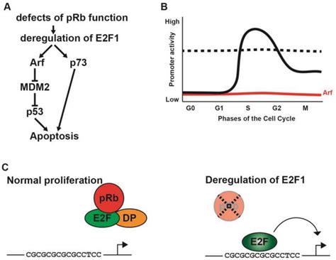 Distinct E2F-Mediated Transcriptional Mechanisms in Cell Proliferation ... 