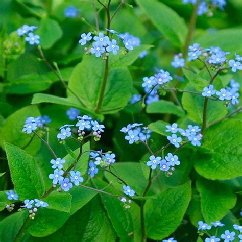 Shade - Brunnera macrophylla (Siberian bugloss) Forget - Me - Not ...