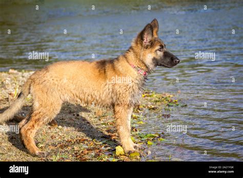 3 Month Old German Shepherd Puppy Online