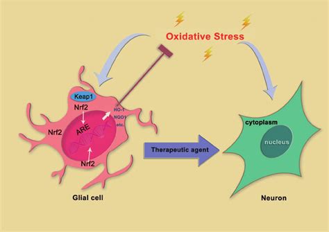 Glial Cell Could Protect Neuron Away From Oxidative Stress In