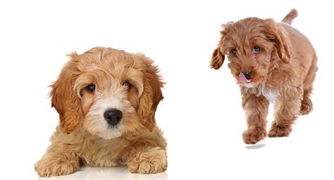 Toy Poodle Vs Yorkie Poo Wow Blog