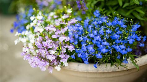 How to Plant, Grow, and Care for Lobelia