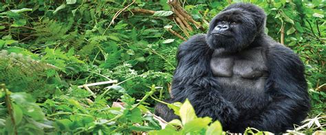 Mountain Gorilla Safari And Trekking Tours Tauck