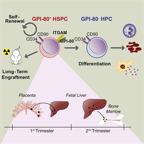 GPI 80 Defines Self Renewal Ability In Hematopoietic Stem Cells During