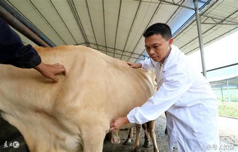 養牛不知選擇什麼品種？詳解肉牛品種選擇的秘訣！ 每日頭條