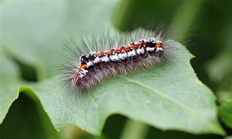 Yellow Tail Moth Caterpillar Euproctis Similis The Yello Flickr