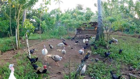 Murang Patuka Sa Manok Pabo At Gansa Pwede Rin Magtanim Sarap Ng