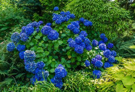 15 Stunning Blue Hydrangea Varieties and How to Maintain the Original Hue