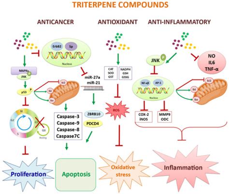 Molecules Free Full Text Nutraceutical Role Of Polyphenols And