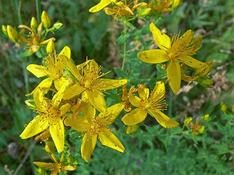 Hypericum Perforatum